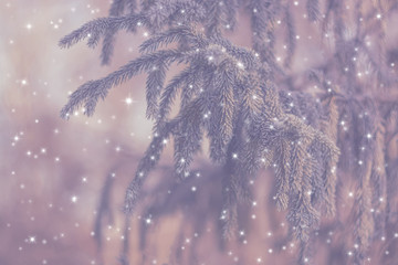 A fur-tree branch covered with hoarfrost. A winter background. Tree in frost
