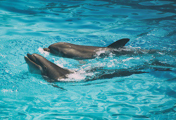 Dolphins having fun. Place for text.