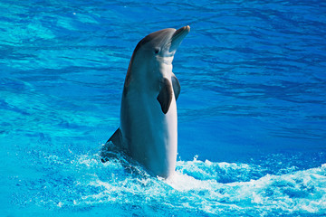 Dolphin having fun in clear blue sea. Place for text.