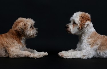 zwei kleine Hunde liegen im Studio und schauen sich an