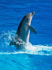 Fototapeta premium Delfin bawi się w krystalicznie czystym morzu. Miejsce na tekst.