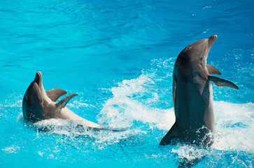 Obraz premium Two dolphins dancing in water.