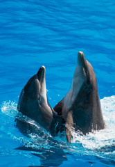Fototapeta premium Two dolphins dancing in water. Place for text.