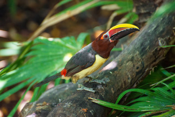 Chestnut-mandibled toucan. Ramphastos ambiguus swainsonii.