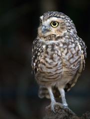 Portrait of Little owl. Athene noctua.