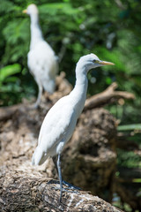 Portrait of two little egrets. Egretta garzetta.
