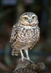Portrait of Little owl. Athene noctua.