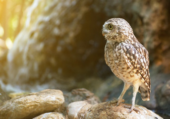 Portrait of Little owl. Athene noctua.