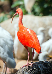 Portrait of Scarlet ibis. Eudocimus ruber.