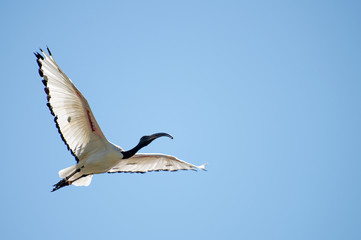 Australian white ibis flying. Threskiornis molucca.