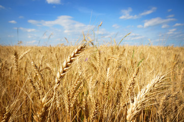 Fototapeta na wymiar Wheat field against sun light
