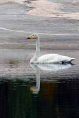 Whooper swan swimming on calm lake. Rock background.