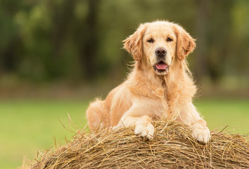 Beauty Golden Retriever dog on the hay bale - obrazy, fototapety, plakaty