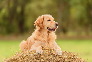 Beauty Golden Retriever dog on the hay bale © SasaStock