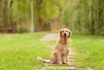 Golden retriever sitting in the park