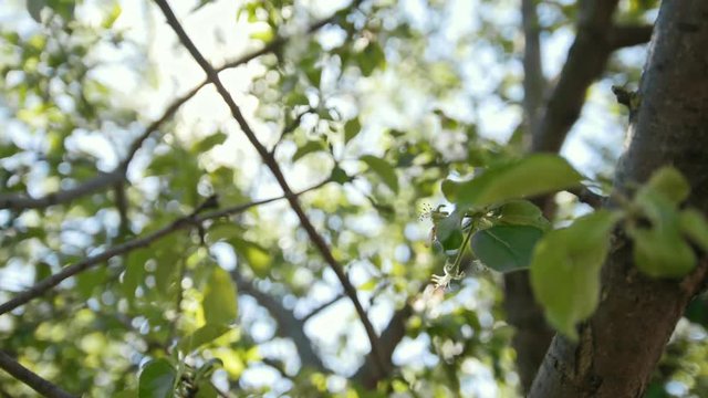 Colorful blooming apple tree in front of summer sun