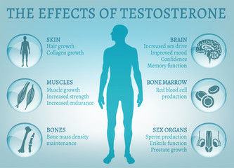 Testosterone Effects Infographics - obrazy, fototapety, plakaty