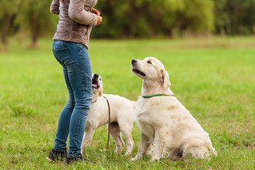 Golden Retriever dogs in training