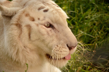 White Tiger