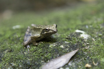 agile frog (rana dalmatina, italica)in its habitat