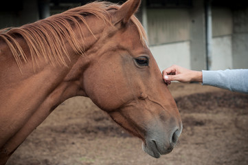cheval dans un centre équestre avec geste amical du cavalier