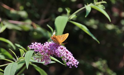 Orange butterfly on pink flower, Trentino, Italy