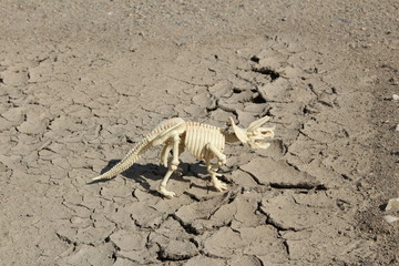 Dinosaur skeleton of Triceratops on parched ground./ This is skeleton of Triceratops - toy.