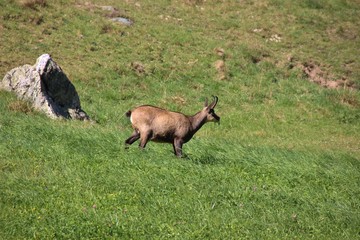 Chamois with grass in its mouth walking in Valnontey, Gran Paradiso national park, Italy