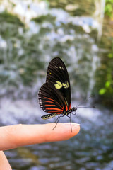 Butterfly sits on finger in tropical forest