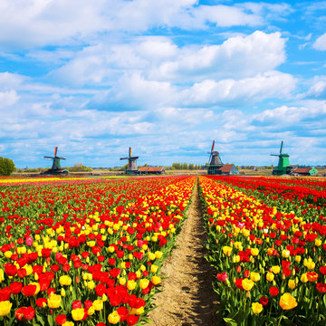 Netherlands tulip fields and mills.