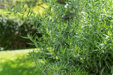  tarragon / Tarragon shrub in garden