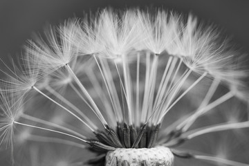 black and white dandelion