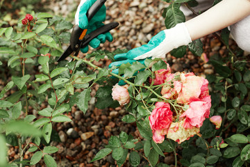Unrecognizable man in protective gloves caring for pink rose bush in his garden using a pair of...