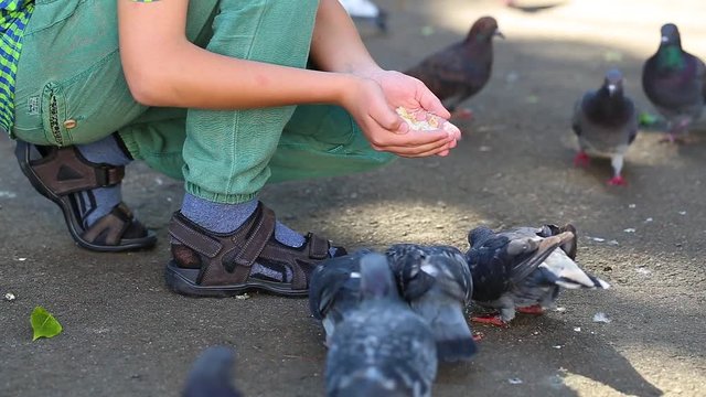Happy caucasian child of ten years old feeding group of many city doves in green summer or fall urban park. Closeup view of kid's palms with white bread and birds pecking it. Real time video footage.