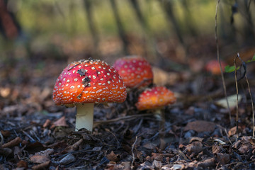 beautiful mushrooms grow in the autumn forest.