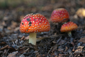 beautiful mushrooms grow in the autumn forest.