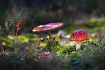 beautiful mushrooms grow in the autumn forest.