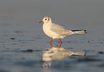 Young black headed gull in soft morning light