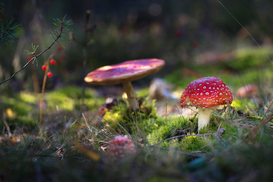 beautiful mushrooms grow in the autumn forest.