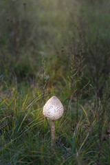 beautiful mushrooms grow in the autumn forest.
