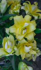 chic bouquets of colorful lilies sold on the market.