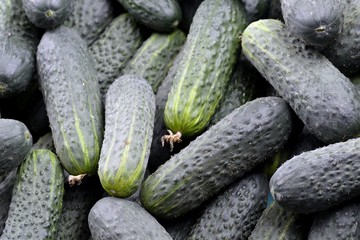 Pepinos