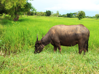 Buffalo eats grass in the field in the evening