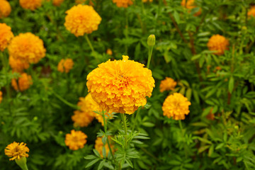 Yellow Marigolds flowers