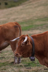 red Cow in a Pyrenean pasture, Occitanie in south of France