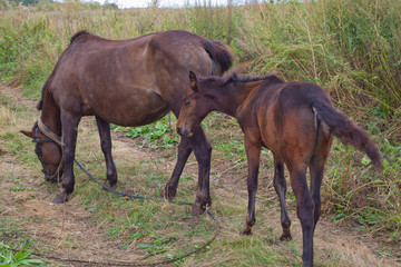 Fototapeta premium horse with a foal