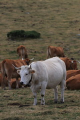 Naklejka na ściany i meble white Cow in a Pyrenean pasture, Occitanie in south of France