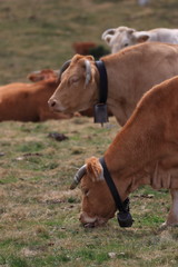 red Cow grazing in a Pyrenean pasture, Occitanie in south of France
