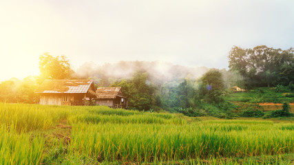 Fototapeta premium landscape of green terraced rice field and small hut at countryside with beautiful fog around mountain nature background in the morning with wonderful golden light. Simple life of rural people in Asia