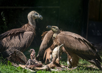 Eating vultures